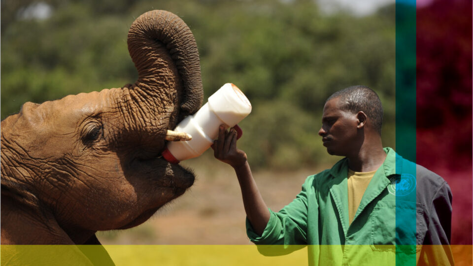 Man feeding milk to an elephant.