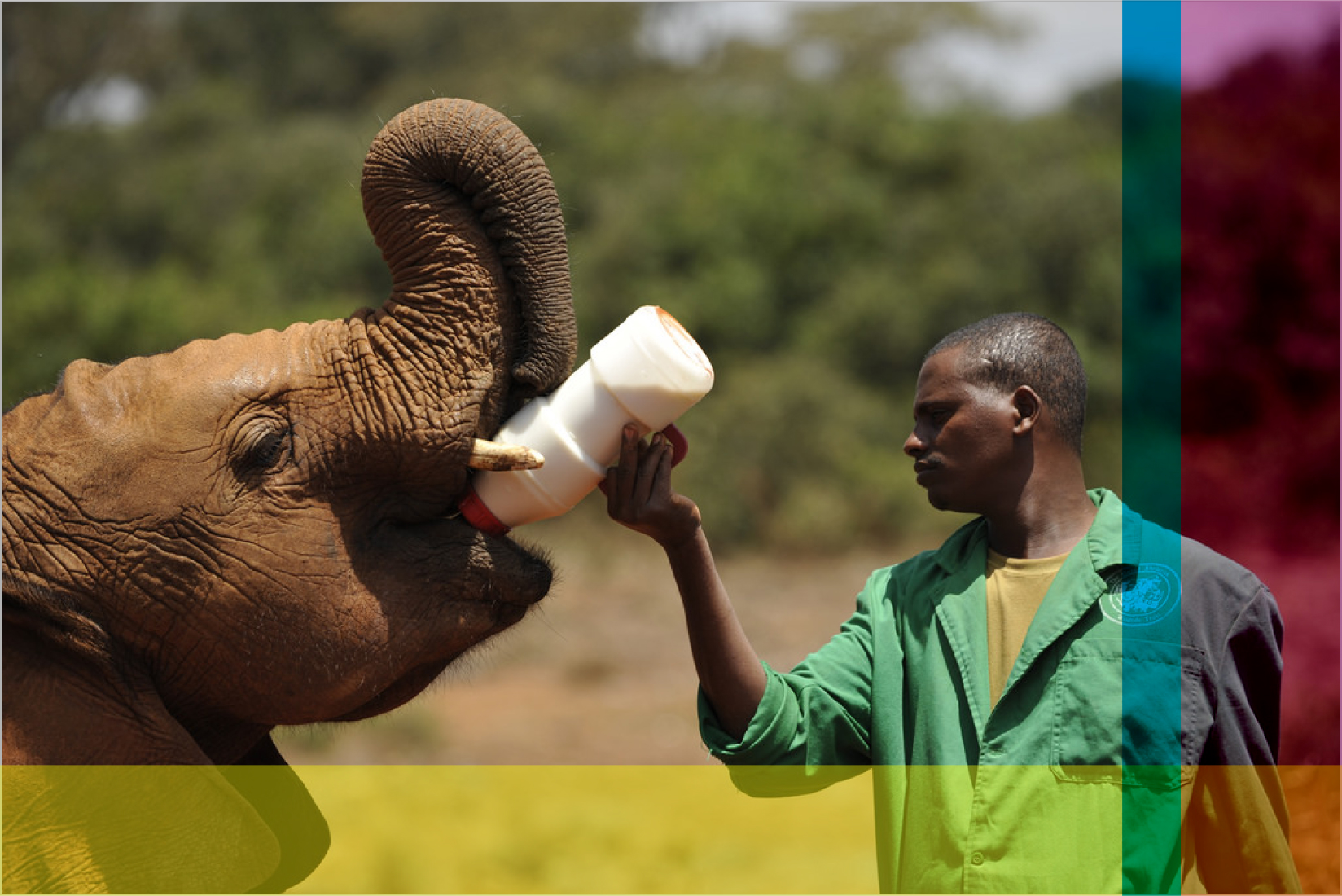 Man feeding milk to an elephant.