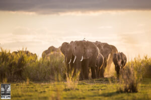 A pack of elephants.