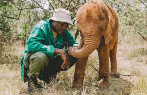 A man with a baby elephant.