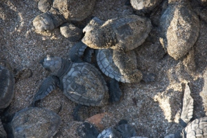 baby turtles in the sand